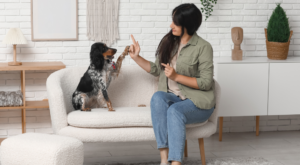 אימון עם כלב לביטחון עצמי